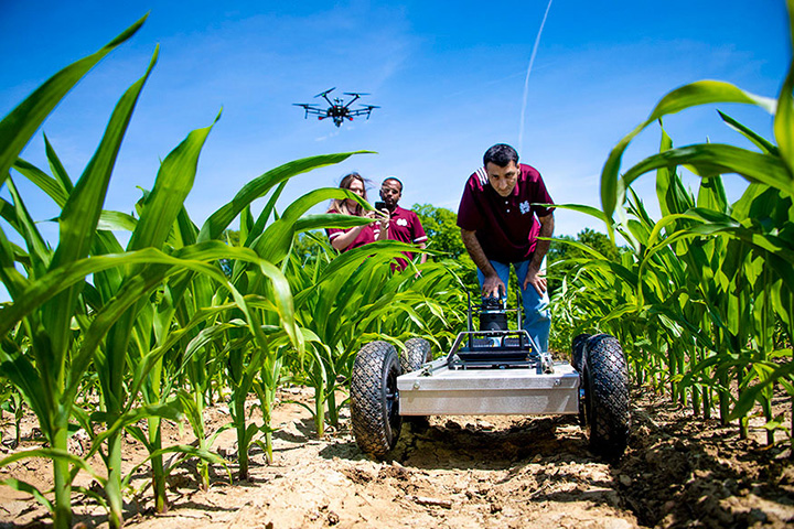 Robot in a corn field as a UAV flies above