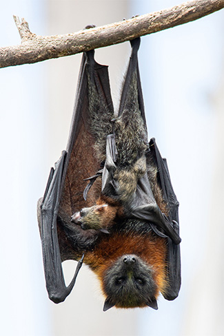 Black flying fox with a pup