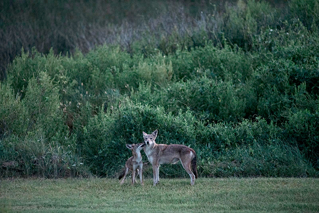 Two Gulf Coast canids