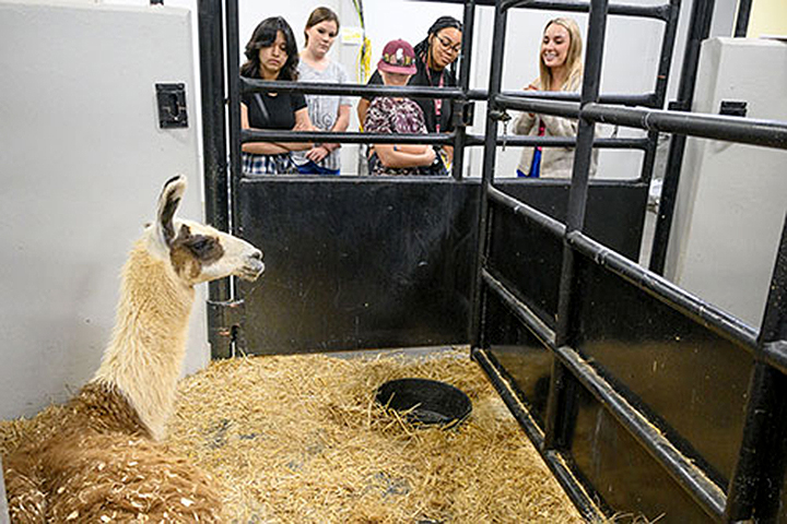 A tour of the College of Veterinary Medicine
