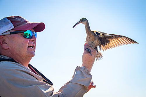 Mark Woodrey with a banded Clapper Rail