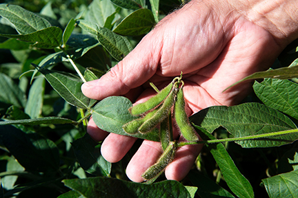 Soybean plant in field